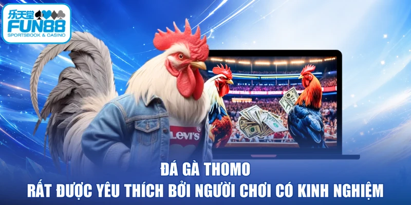 Đá gà Thomo rất được yêu thích bởi người chơi có kinh nghiệm